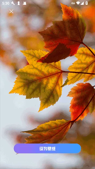 口袋免费壁纸最新手机版 口袋免费壁纸最新手机版