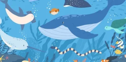 ���С��Ƶ2025���ذ�װ