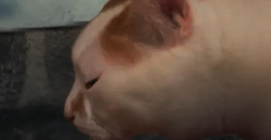 ����è֮����̷2025�ٷ�����