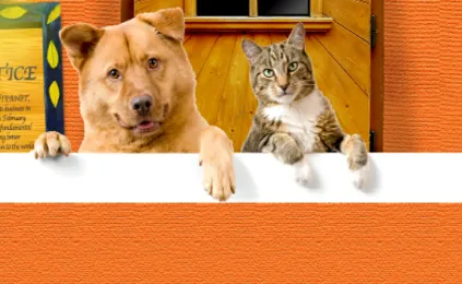 ����è��������(�������Է���)