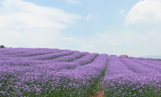 �������2026�ٷ�����