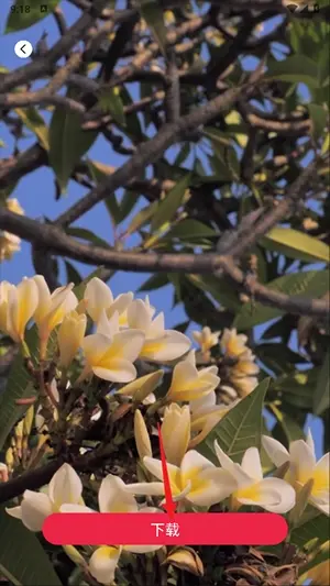 tibni���ʰ�����