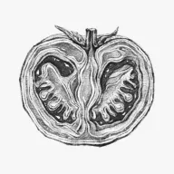 θ֮��(��ʳ����Ӧ��)