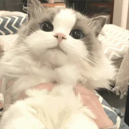 �δ����ǽ(�����Ż���ȫ����)v�δ����ǽ �ֻ���